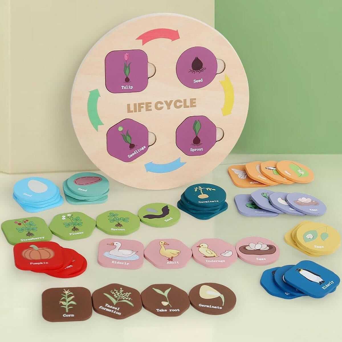 Life Cycle