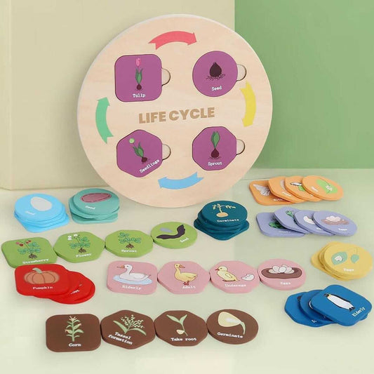Life Cycle
