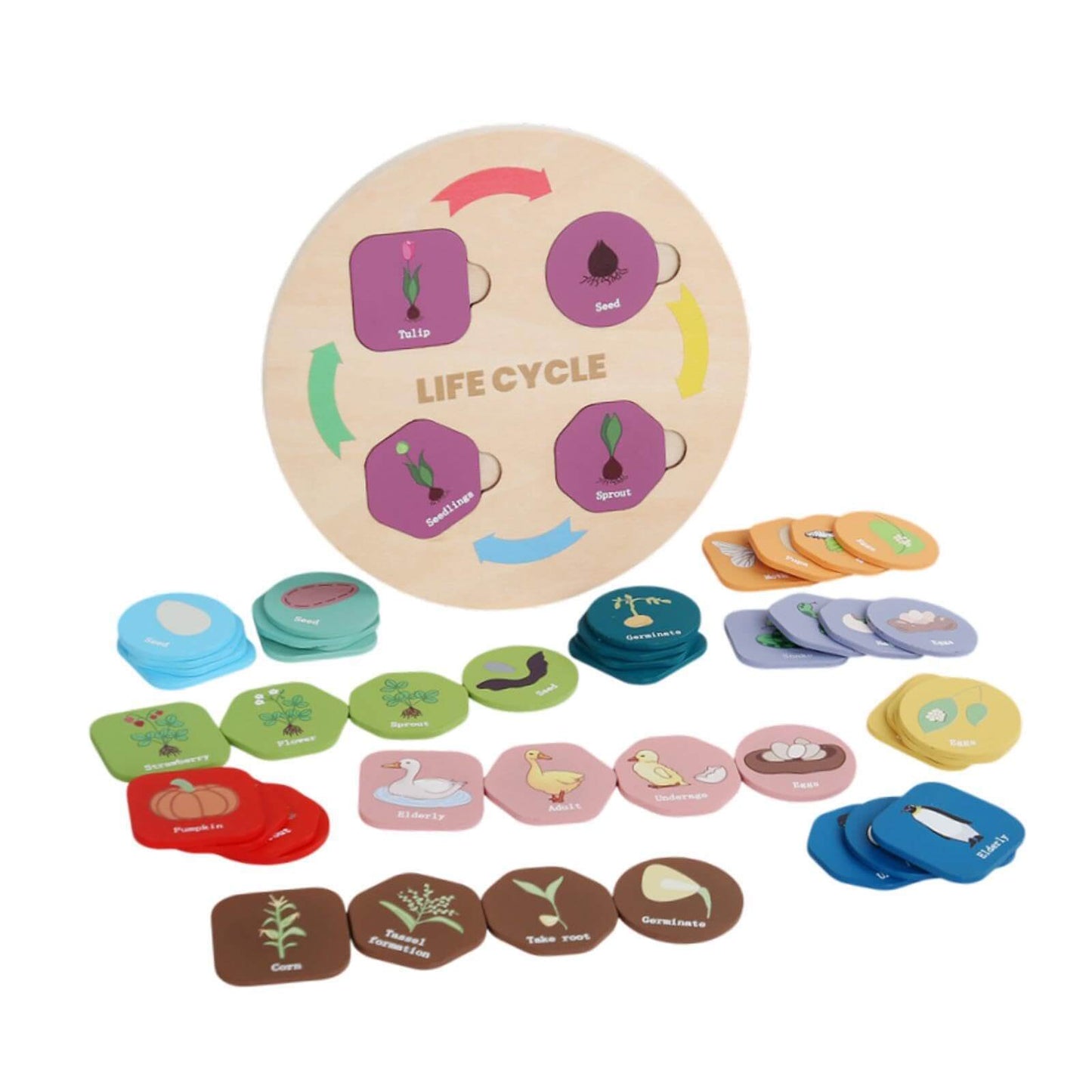Life Cycle
